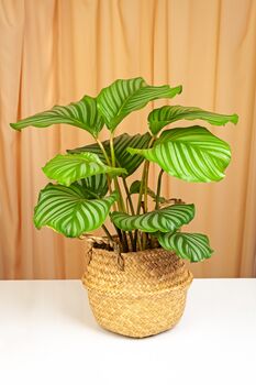 Houseplant Prayer Plant Calathea Orbifolia 5 L Pot, 2 of 5