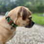 Green Collar And Lead Set, thumbnail 2 of 5
