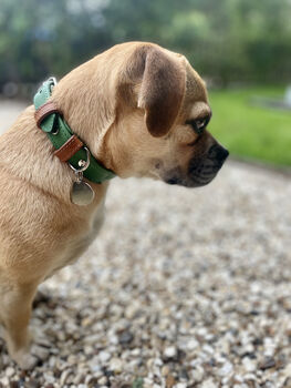 Green Collar And Lead Set, 2 of 5