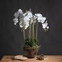 Large White Orchid Potted In Glass, thumbnail 2 of 2