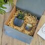 Soy Candle And Real Potted Plant Succulent Gift, thumbnail 3 of 7