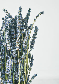 Natural Fragrant Lavender Bunch Dried, 2 of 2