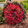 Red Christmas Outdoor Eucalyptus Wreath, thumbnail 2 of 6