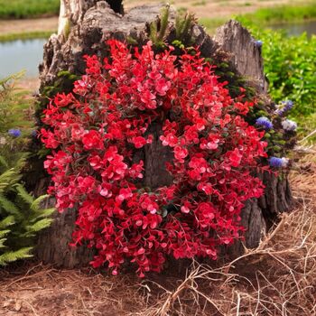 Red Christmas Outdoor Eucalyptus Wreath, 2 of 6