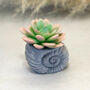 Faux Succulent In Handmade Ammonite Shell Pots, thumbnail 4 of 9