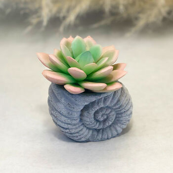 Faux Succulent In Handmade Ammonite Shell Pots, 4 of 9