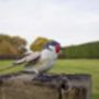 Goldfinch Handmade Recycled Metal Garden Ornament, thumbnail 3 of 6