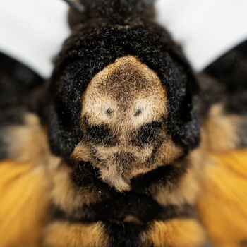 Framed Death's Head Hawkmoth Trio, 2 of 4