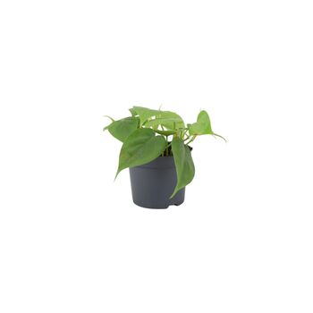 Trailing Heartleaf Philodendron In 12cm Pot, 2 of 12
