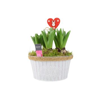 Christmas Hyacinth Bowl – 5 Festive Fragrant Bulbs, 4 of 8