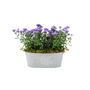 Purple Asters In Decorative White Floral Trough, thumbnail 3 of 3
