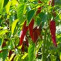 Ornamental Chilli Pepper Plants One X 9cm Pot, thumbnail 4 of 5