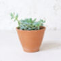 Terracotta Plant Pots Set Of Three Tapered, thumbnail 2 of 6