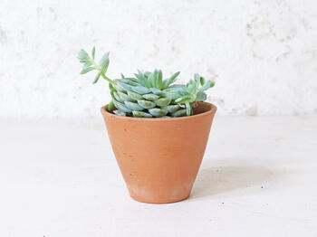 Terracotta Plant Pots Set Of Three Tapered, 2 of 6