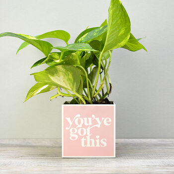 'You've Got This' Positivity Plant Pot And Houseplant, 5 of 7
