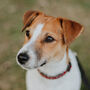 Funny Jack Russell Silhouette Dog Card, thumbnail 3 of 6