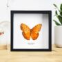 Malay Cruiser Insect Bug Moth Butterfly Box Frame Entomology Taxidermy Interior Design Modern Home Decor Wall Hanging Gift Ornament, thumbnail 1 of 3