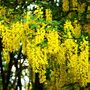 Laburnum Plants, 'Vossi', Full Plants In 10 L Pots, thumbnail 2 of 3