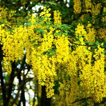 Laburnum Plants, 'Vossi', Full Plants In 10 L Pots, 2 of 3
