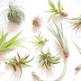 Air Plant Varieties Plant Gift For Plant Lover, thumbnail 11 of 12