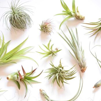 Air Plant Varieties Plant Gift For Plant Lover, 11 of 12