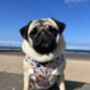 Little Enchanted Meadows Floral Dog Harness, thumbnail 9 of 11
