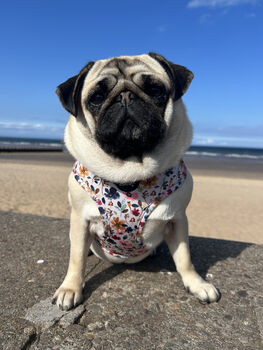 Little Enchanted Meadows Floral Dog Harness, 9 of 11