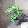 40cm Artificial Taro House Plant In Decorative Planter, thumbnail 1 of 3