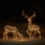 Xl Studley Rattan Stag And Doe Dual LED Reindeer, thumbnail 1 of 3