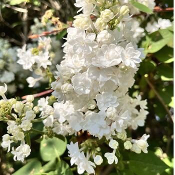 Lilac Syringa Monique Lemoine One Plant, One Litre Pot, 5 of 5