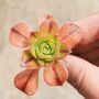Aeonium Succulent Live Plant Cutting Or Rooted, thumbnail 3 of 4