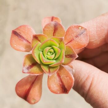 Aeonium Succulent Live Plant Cutting Or Rooted, 3 of 4