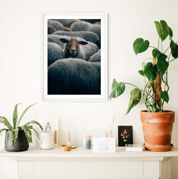 Framed Sheep Photography Print, 2 of 5