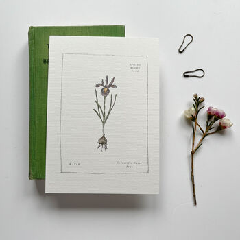Spring Bulb Botanical Postcard Set, 7 of 10