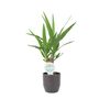 Yucca Elephantipes 12cm Easy Care Indoor Plant, thumbnail 2 of 7