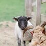 Wensleydale Smallholder Farming Experience For Two, thumbnail 3 of 4