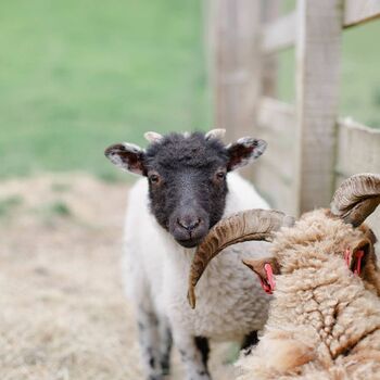 Wensleydale Smallholder Farming Experience For Two, 3 of 4