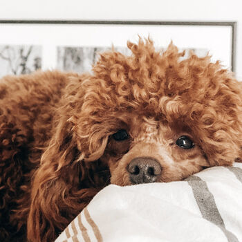 Funny Poodle Silhouette Dog Card, 3 of 6