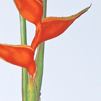 Tropical Card With Heliconia Illustration, 2 of 2