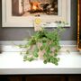 Peperomia Hope Trailing Jade Plant In 12cm Pot, thumbnail 1 of 8