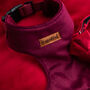 Made To Measure Velour Custom Dog Harnesses, thumbnail 3 of 7