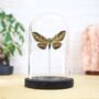 Bark Moth Insect Bug Moth Butterfly Bell Jar Entomology Taxidermy Interior Design Home Decor Cloche Modern Display Gift Ornament, thumbnail 1 of 3