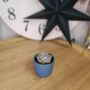 Small Succulent Houseplant In Ceramic Pot, thumbnail 7 of 9