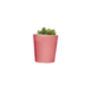 Concrete Pot Small With Cactus/ Succulent In Pink, thumbnail 4 of 5