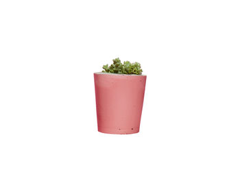 Concrete Pot Small With Cactus/ Succulent In Pink, 4 of 5