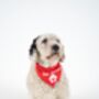 Valentines 'Be Mine' Bandana For Girl Or Boy Dogs, thumbnail 3 of 5