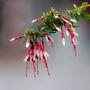 Garden Perennial Fuchsia 'Arauco' One X One Litre Pot, thumbnail 1 of 2