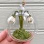 Paper Snowdrop Tiny Terrarium With Gift Tag And Box, thumbnail 6 of 11