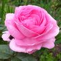 Rose Bush Plants, 'Mum In A Million', Plants In 3 L Pots, thumbnail 4 of 4