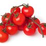 Tomato Plants 'Tumbling Tom Red' Six Plug Plant Pack, thumbnail 8 of 8